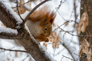 Squirrel eating on  tree branch covered with snow