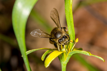 Bee on yellow flower