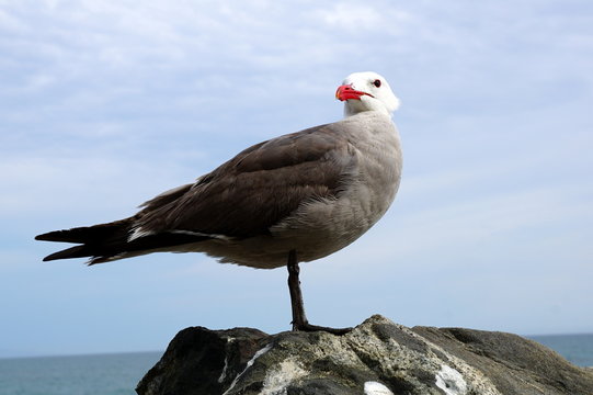 gull on a rock