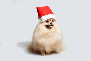 A yellow dog in a Santa Claus hat. Christmas. New Year
