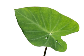 caladiun, bon leaf in rainy season isolated on white background, tropical plant.