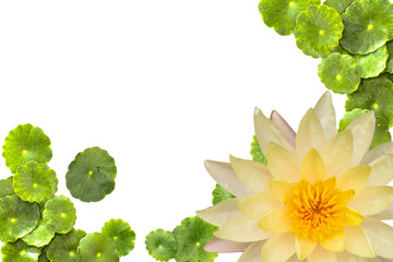 Beautiful Lotus with Centella asiatica on a white background.