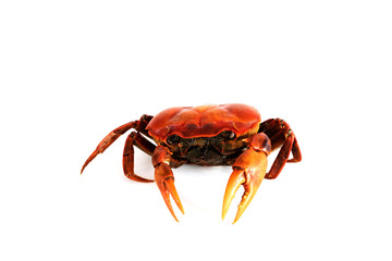  red crab