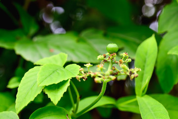 seeds on tree