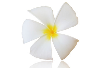 Fototapeta na wymiar plumeria flower isolated on white background