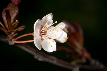 Cherry tree flower blossom on dark background