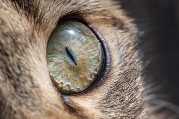 Cat eye macro