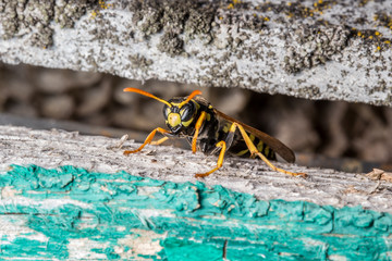 wasp sitting on wood