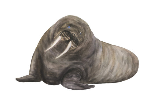 Watercolor painting walrus
