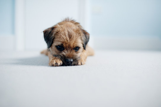 Sweet Border Terrier sitting quitely