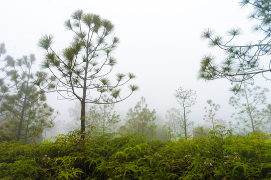 Pine trees and Fern in the cold and foggy rain forest, gray sky background. despair or hopeless concept.
