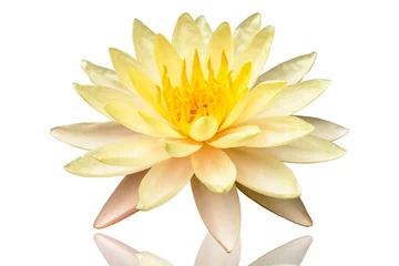 Photo sur Plexiglas fleur de lotus Belle fleur de lotus jaune