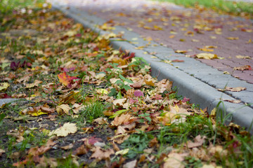 tile road in autumn with colorful leaves. Texture, pattern, background. maple leaves in autumn on a sidewalk