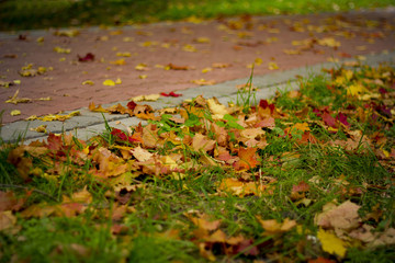 tile road in autumn with colorful leaves. Texture, pattern, background. maple leaves in autumn on a sidewalk