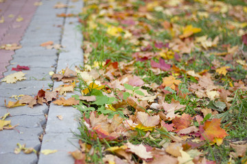 tile road in autumn with colorful leaves. Texture, pattern, background. maple leaves in autumn on a sidewalk