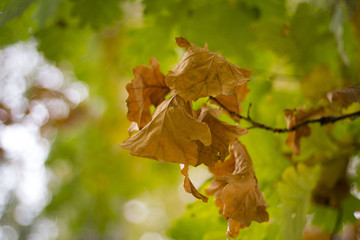 Dry yellow oak leaves on branches against the background of trees