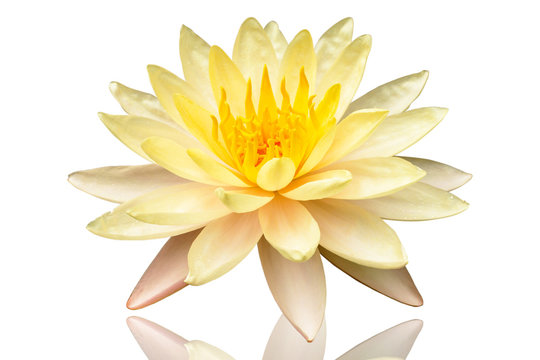 Fototapeta Beautiful yellow lotus flower