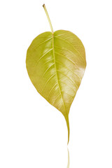 bo leaf