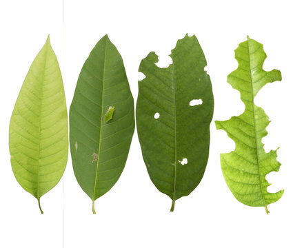 Fototapeta Green leaves are eaten by worms isolated on white background.Leaf with holes