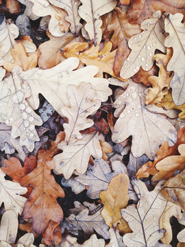 Pile of wet oak leaves in autumn