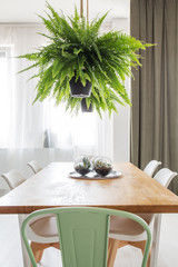 Fern in bright dining room