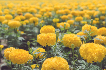 Marigold flowers on the farm for decorate use in the royal burial ceremony. The 9th King of Thailand.