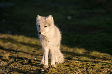 Rodzina w terenie © blackspeed