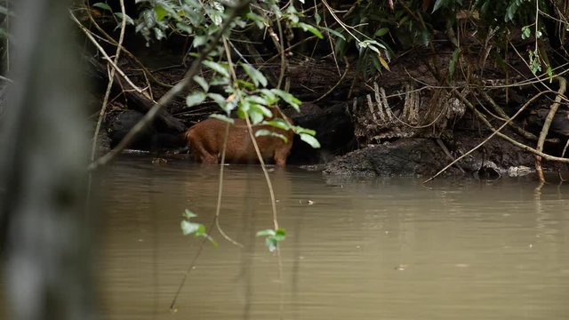 Asian wild dog / dhole