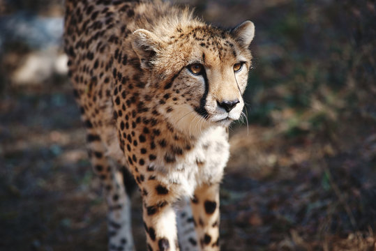 Endangered wild cat cheetah