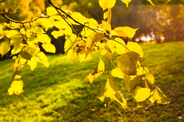 Autumn yellow leaves