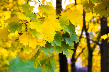Green and yellow maple leaves