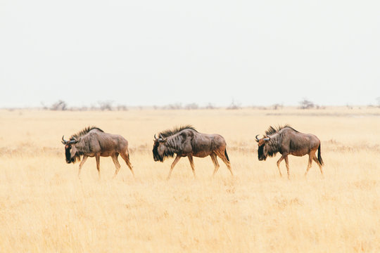 Three wildebeest walking on African savanna