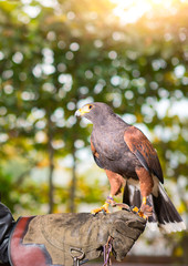 Parabuteo unicinctus - harris hawk in an animal center with paws on a protective glove