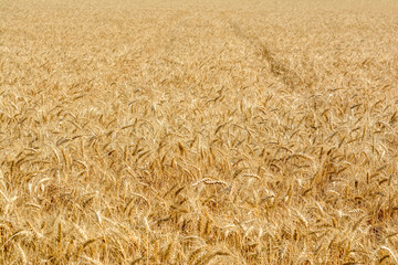 Mature wheat field in a sunny summer day.