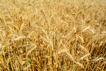 Ears of wheat on the field.