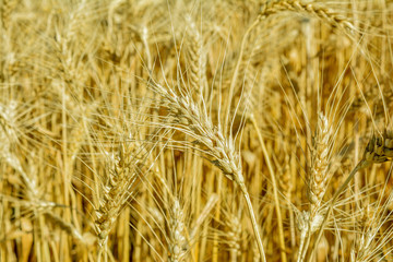 Ears of wheat close-up. Ripe wheat ears on the field.