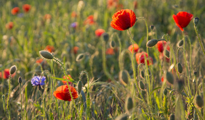 Sommerwiese mit Mohn