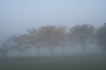 Obraz na płótnie Canvas Trees in the fog early in the morning