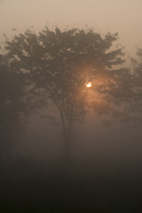 Fog between the trees in the early morning with sun behind the branches