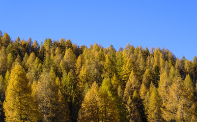 Fototapeta na wymiar Autumn in the valley of Engadin, Graubünden, Switzerland, Europe