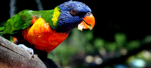lorikeet feeding scheme