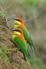 Chestnut-headed Bee-eater (Merops leschenaulti)