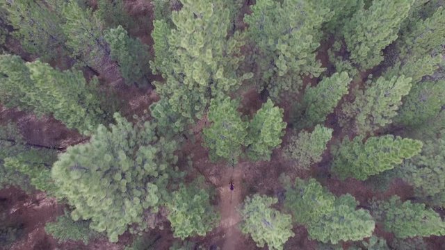 Aerial shot of mountain bikers riding fast through the trees