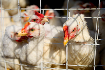 Hens in a cage on a poultry farm