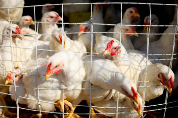 Hens in a cage on a poultry farm