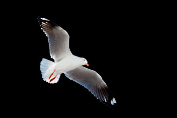a white free seagull flying in the clear sky