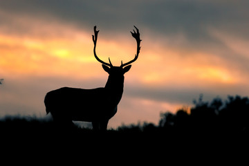 fallow deer at sunset