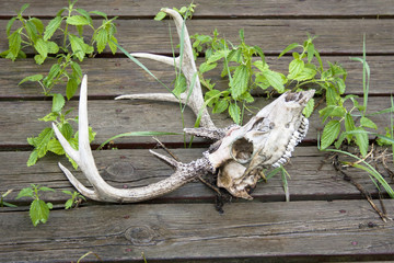 Deer Skull