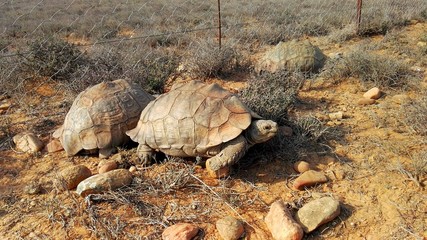 Fototapeta premium dav