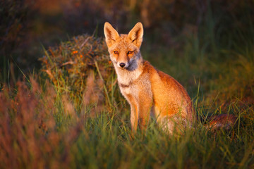 Naklejka na ściany i meble red fox in beautiful light